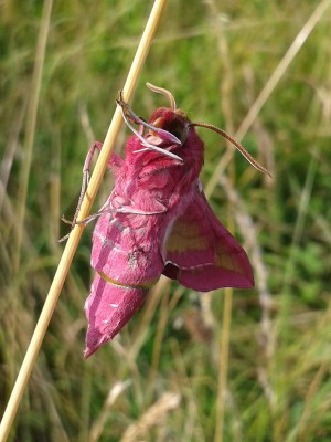 Mittlerer Weinschwärmer 20.6.16.jpg