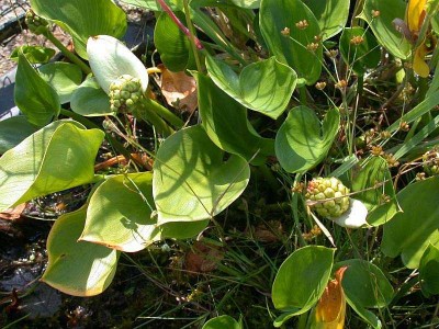 K1024_Calla palustris r.JPG