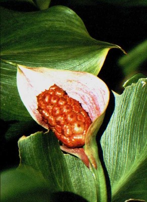 K1024_Calla palustris.,r.JPG