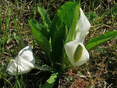 K1024_lYSICHITON.JPG
