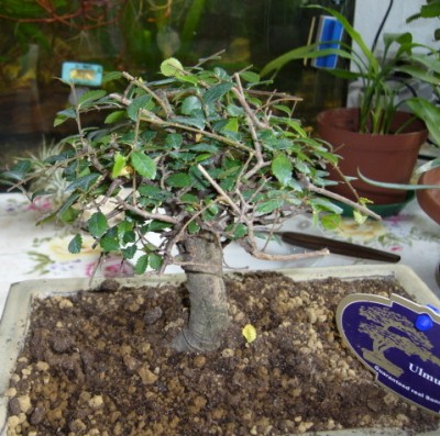 Baum 1.jpg