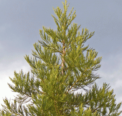 P1010660.gif