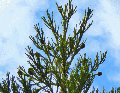 P1010851.gif