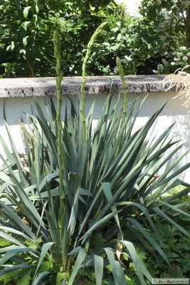 20160625_10.JPG