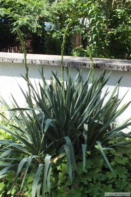 20160625_11.JPG