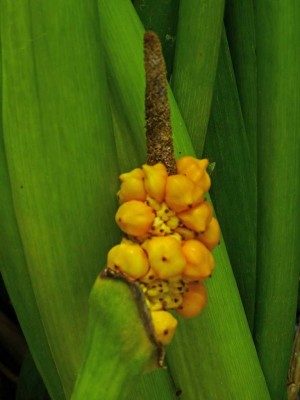 K1024_Zantedeschia aethiopica fr..JPG