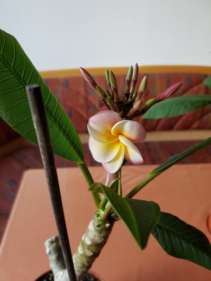Plumeriblüte.jpg