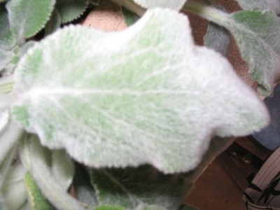Pflanze mit grün-weißlichen samtigen Blättern · Pflanzenbestimmung &  Pflanzensuche · GREEN24 Pflanzen & Garten Forum
