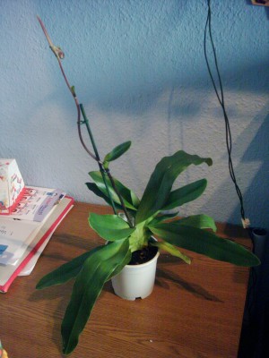 Papfiopedilum mit Blüte (1).JPG