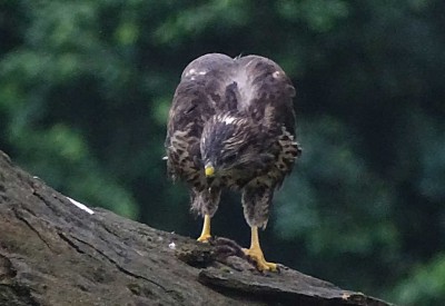 K1024_Buteo 5.JPG