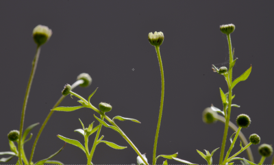 Bildschirmfoto 2016-06-29 um 12.05.52.png