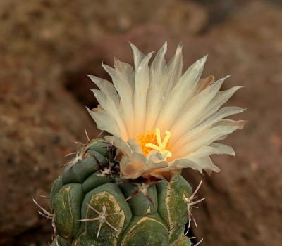 Thelocactus rinconensis (1).jpg