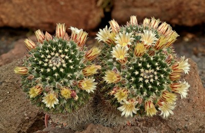 Mammillaria karwinskiana (1).jpg
