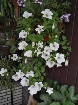 IMG_20160630_194455.jpg