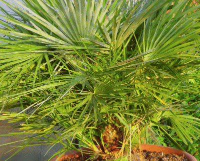 P1010661.gif