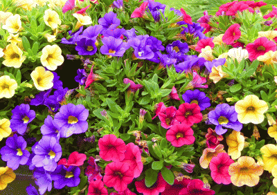 P1020597.gif