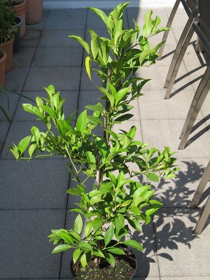 160701_citrus_limonia_borneo.jpg