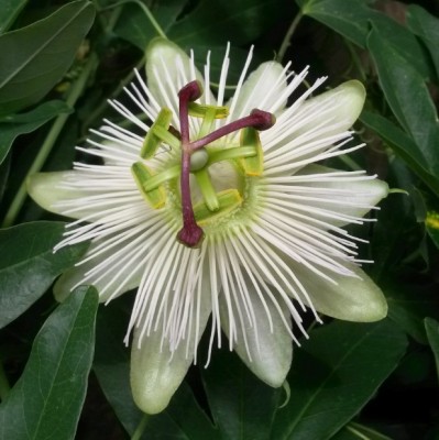 Constance Eliott.jpg