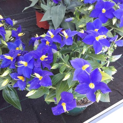 Exacum_trinervium_PurpleKandy.jpg