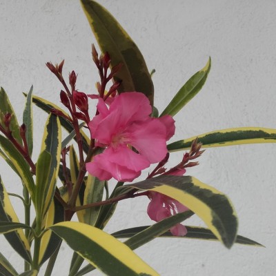 Oleander panaschiert.jpg