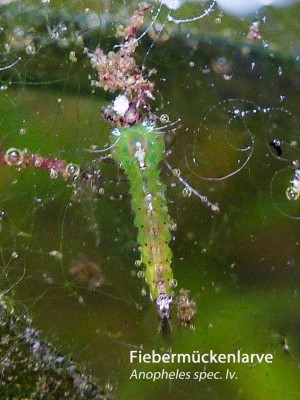 K1024_Anopheles spec. lv. Kopie.JPG