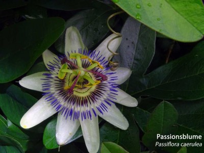 K1024_Passiflora  caerulea.JPG