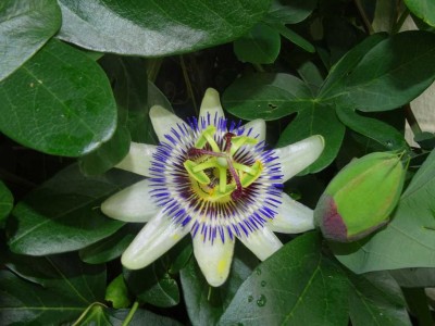K1024_Passiflora caerulea.JPG