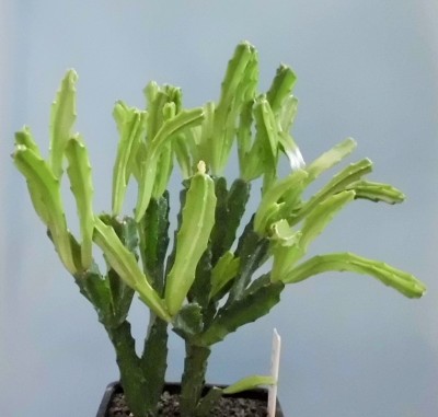 Schlumbergera x exotica Chiba Dream (2).JPG