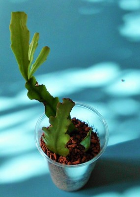 Rhipsalis.JPG
