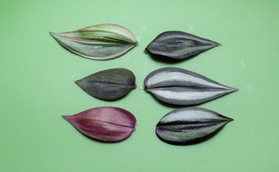 Tadescantia zebrina diverse.JPG