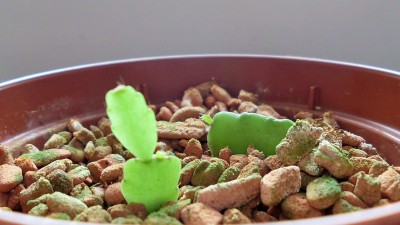 Schlumbergea russeliana Typ Ehlers.JPG