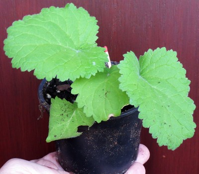 160703 Scrophularia chrysantha.jpg