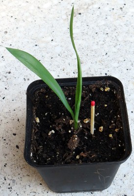 160703 Yucca aloifolia.jpg