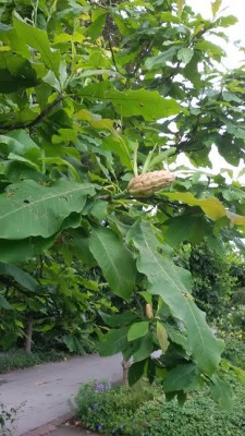 Magnolia macrophylla.jpg