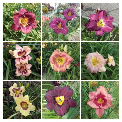 20160704_085746-COLLAGE.jpg