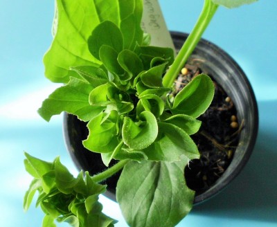 Plantago major Rosularis (2).JPG