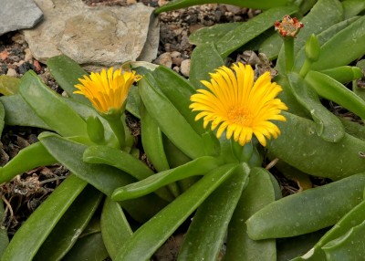 Glottiphyllum depressum (1).jpg