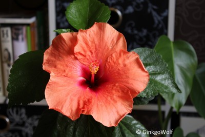 Hibiscus_orangerot_2016_06_26.JPG