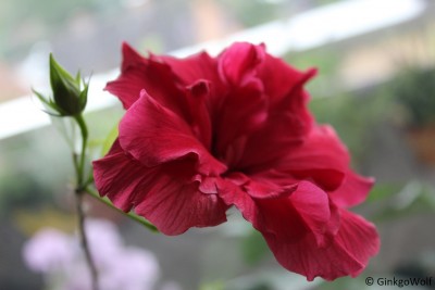 Hibiscus_rotgefuellt_2016_06_29.JPG