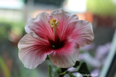 Hibiscus_weiß_2016_07_05.JPG