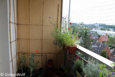 meinBalkon_2016_07_05 (2).JPG