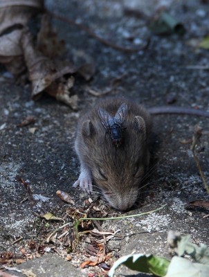 IMG_7404 - Kopie.JPG