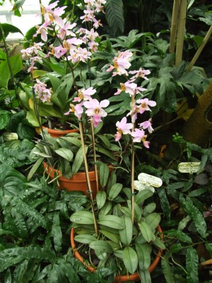 DSCF0920.JPG