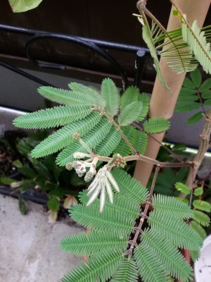 Calliandra portoricensis (2).jpg