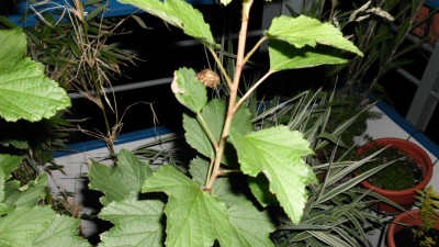 gerippter Brachkäfer.JPG