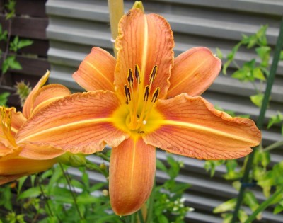 IMGP2872.JPG