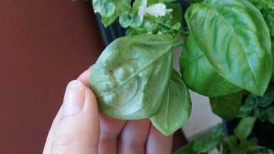20160709_201914.jpg