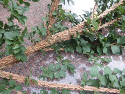 DSCF4930.JPG