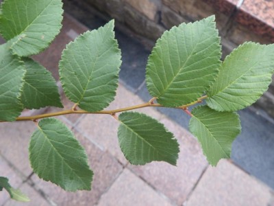 DSCF4935.JPG