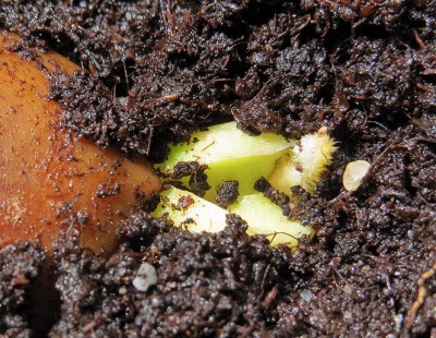 160710 Cycas revoluta.jpg